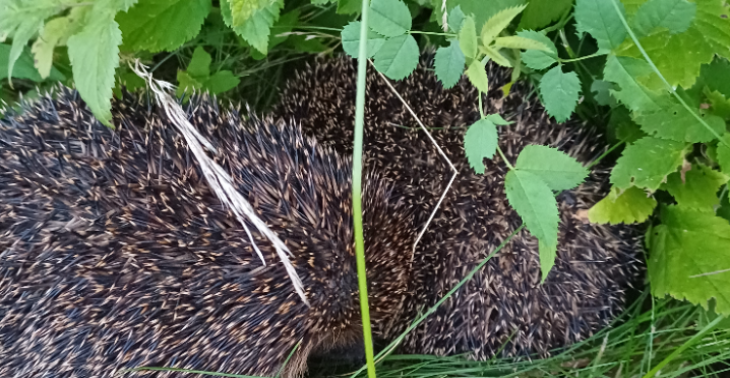 Umzug wegen Kindswohl Gefährdung