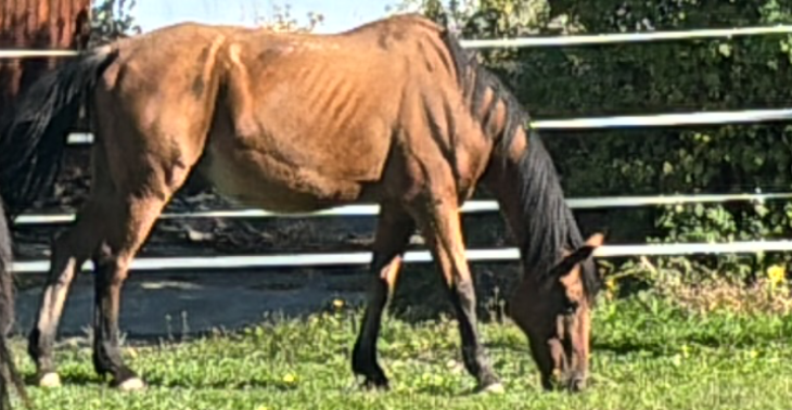 Pferd