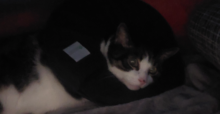 Kater Lucky