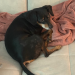 Animal Care Austria